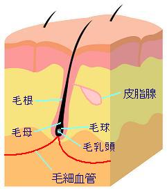 ����Ɣ��̖т̓����\��